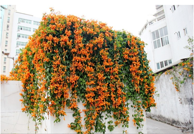 阳台种炮仗花吉不吉利图片