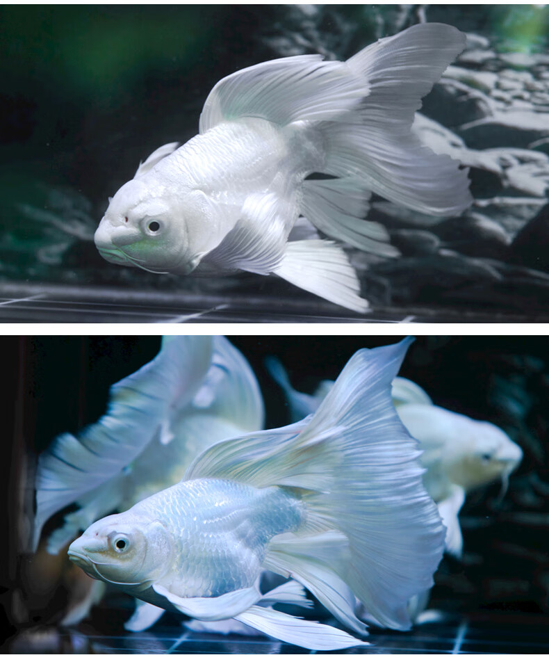 台湾蝴蝶鲤活鱼观赏鱼纯种大鳍大尾熊猫蝴蝶鲤球体球形贵妃龙凤长