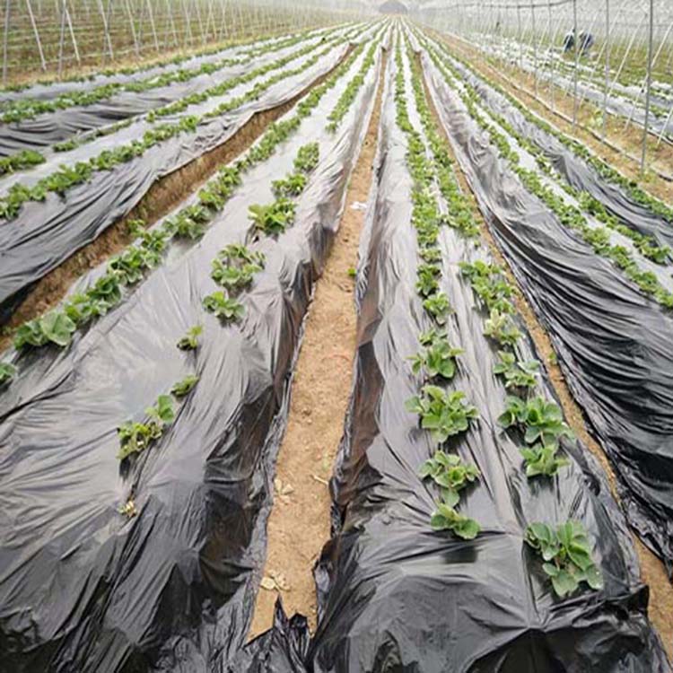 黑色农用地膜防草除草黑膜蔬菜果树保湿塑料薄膜白色保温银黑双色