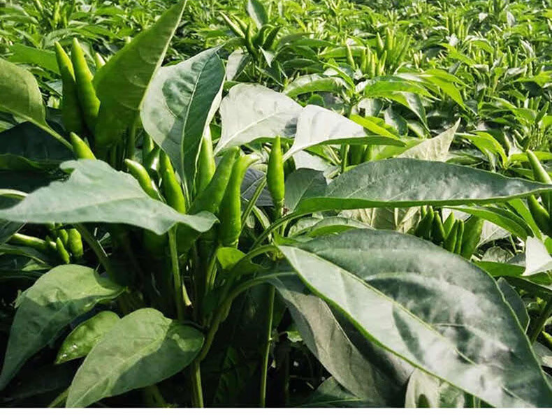 新鲜青皮朝天椒青小米辣椒绿色小尖椒青米椒特辣 [青米辣】1500g