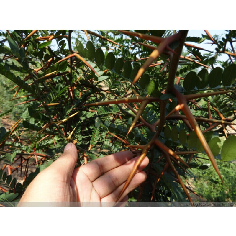 北京同仁堂中药材皂角刺正宗河北野生皂角刺鬼角刺鬼皂刺皂荚刺天丁棍