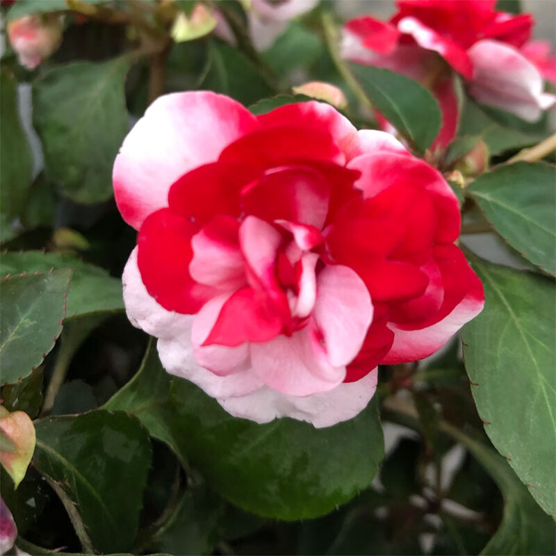 非洲重瓣凤仙花种苗盆栽耐热庭院阳台多年生垂吊易爆植物四季花 4盆4