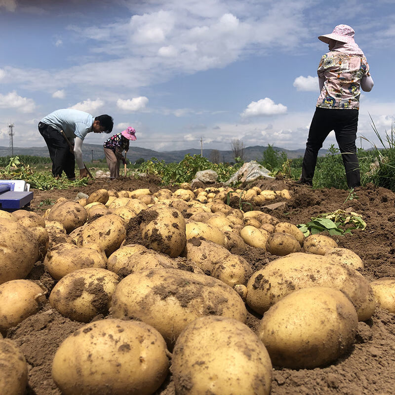 48小时发货甘肃定西土豆洋芋黄心土豆批发高山旱地新鲜爆皮开花土豆