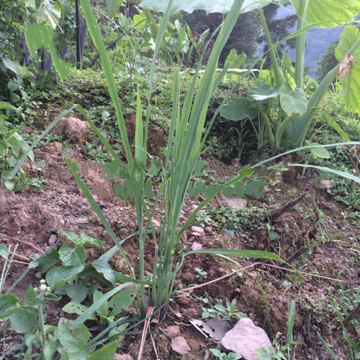 香芒草功效图片