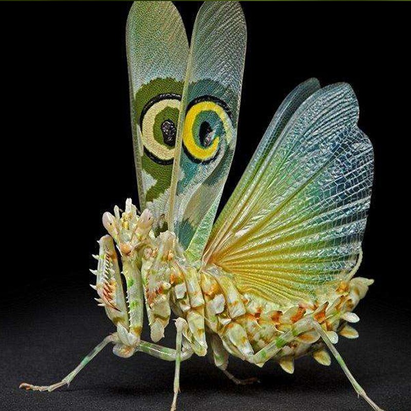 兰花螳螂活体,大魔花,刺花螳螂办公室另类宠物,儿童生日礼物 喂水滴管