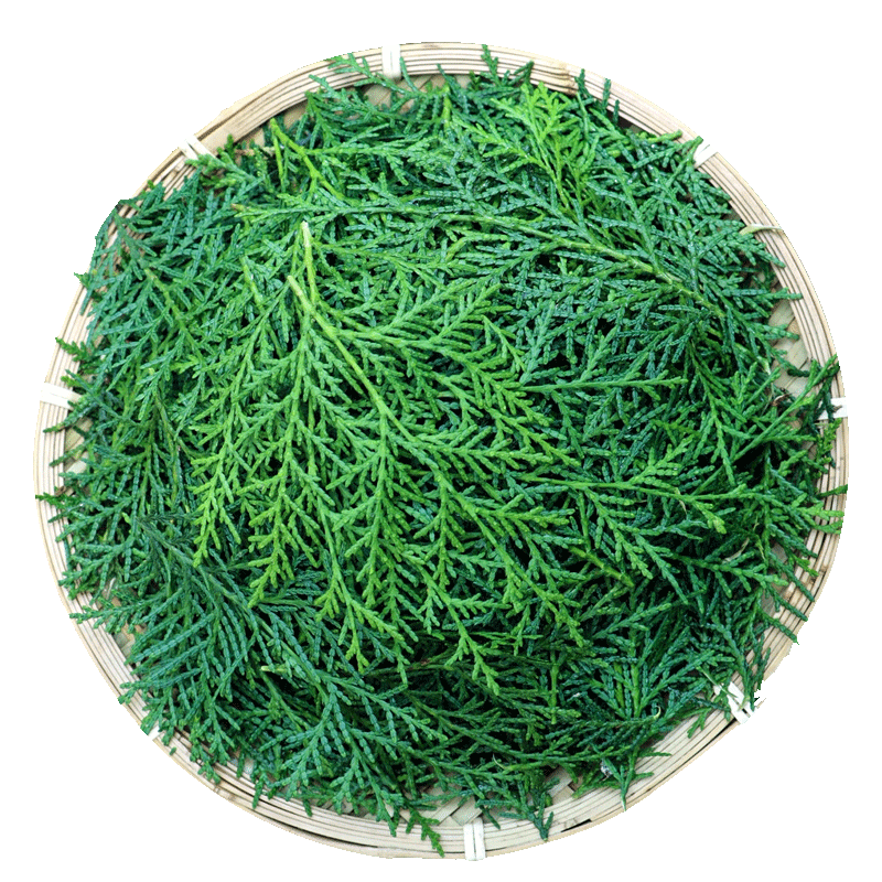 有仁堂侧柏叶新鲜纯叶秦岭野生柏树枝叶子洗发包洗头侧伯叶干材泡酒