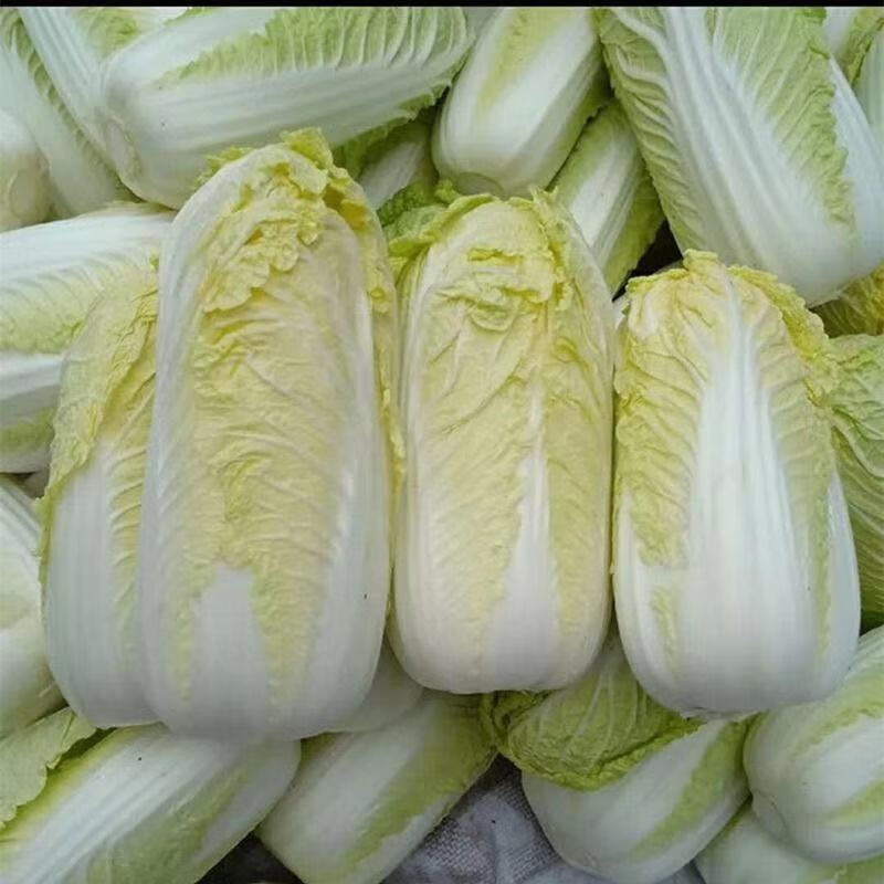 大白菜新鲜蔬菜5斤黄心白菜圆白菜口感偏甜免洗白菜2500g