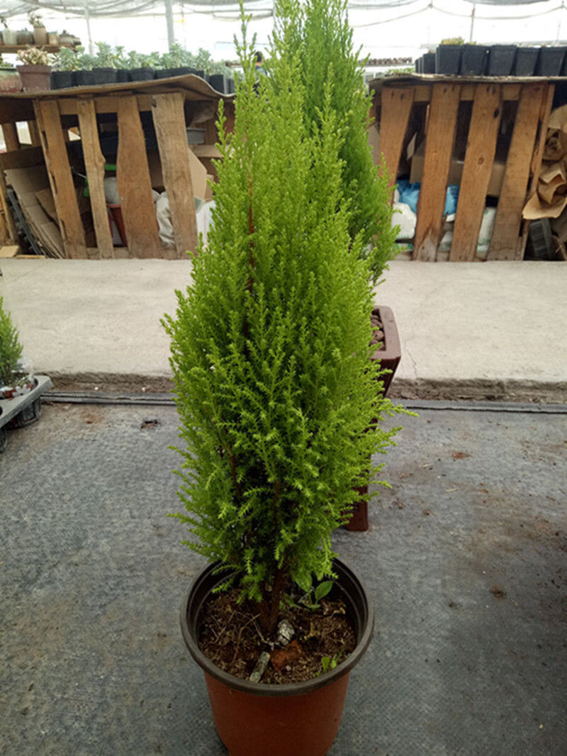 紫兮澜小香松盆栽室内棒棒糖圣诞小松树香冠柏客厅办公桌绿植四季常绿