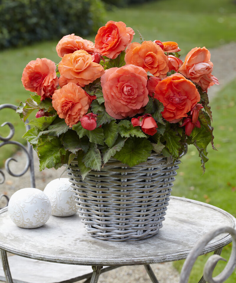 播种心情进口直立型球根海棠种球夫妻海棠多年生庭院室内外盆栽花卉易