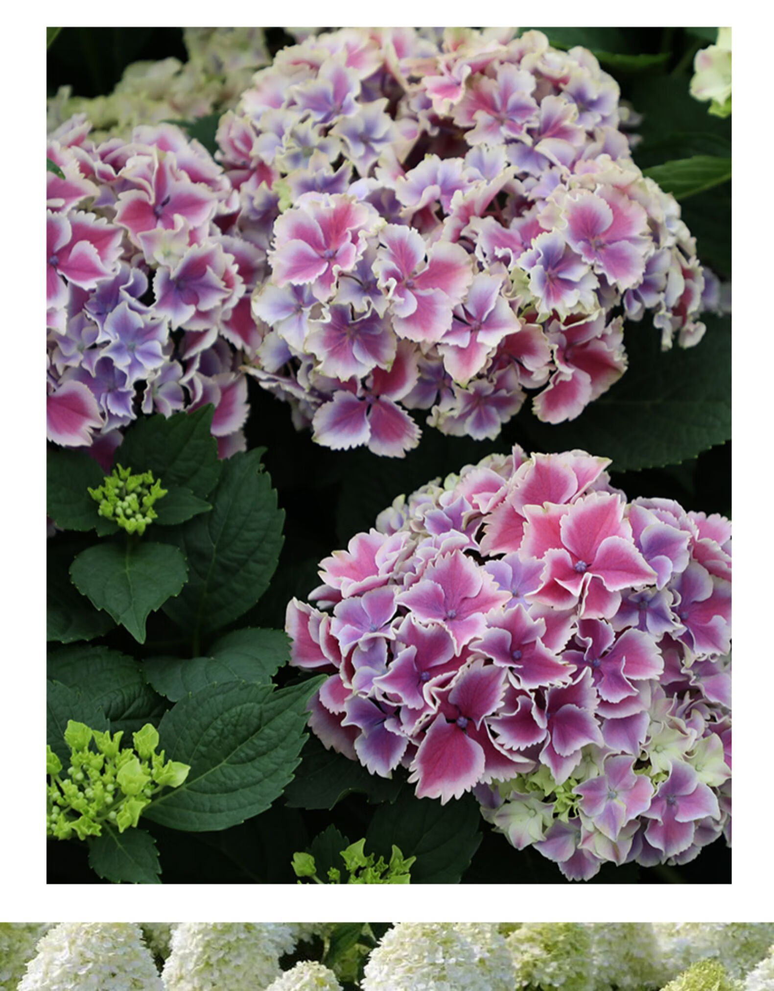 绣球盆栽无尽夏四季易种紫阳花卉绿植物八仙苗阳台庭院 筑紫红宝石