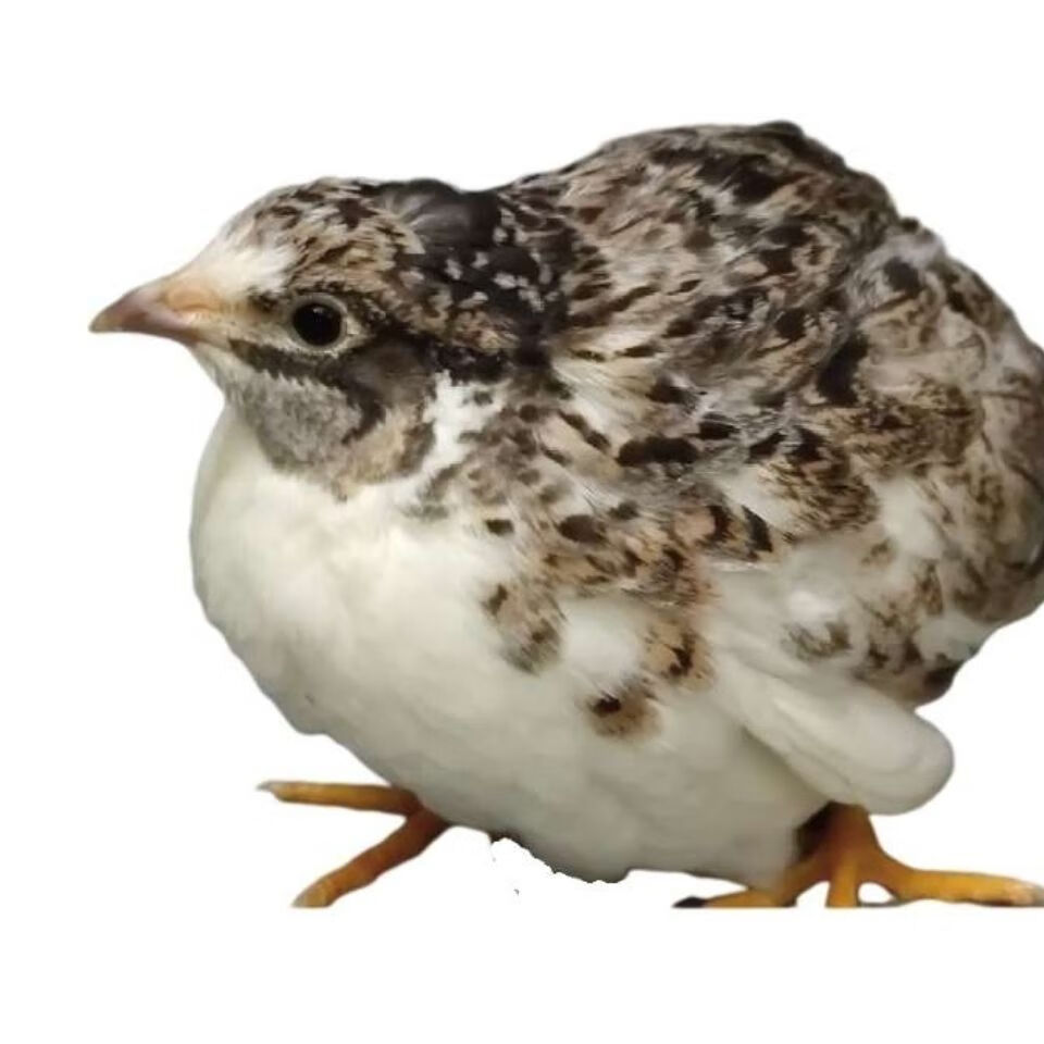 宠物观赏下蛋芦丁鸡全色系包活包健康成年活体好养 原色2公2母【图片