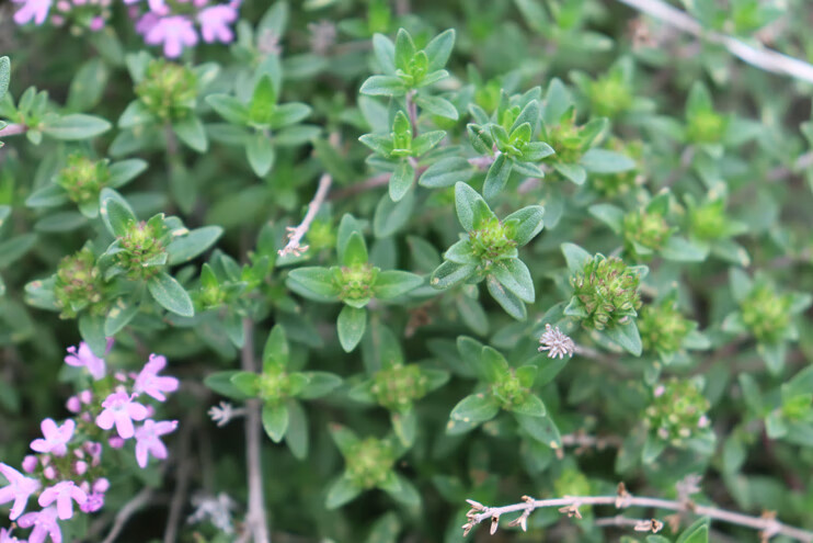 晨臻地椒叶百里香山胡椒山花椒地花椒陕北炖羊肉烧烤西餐去膻调料1斤