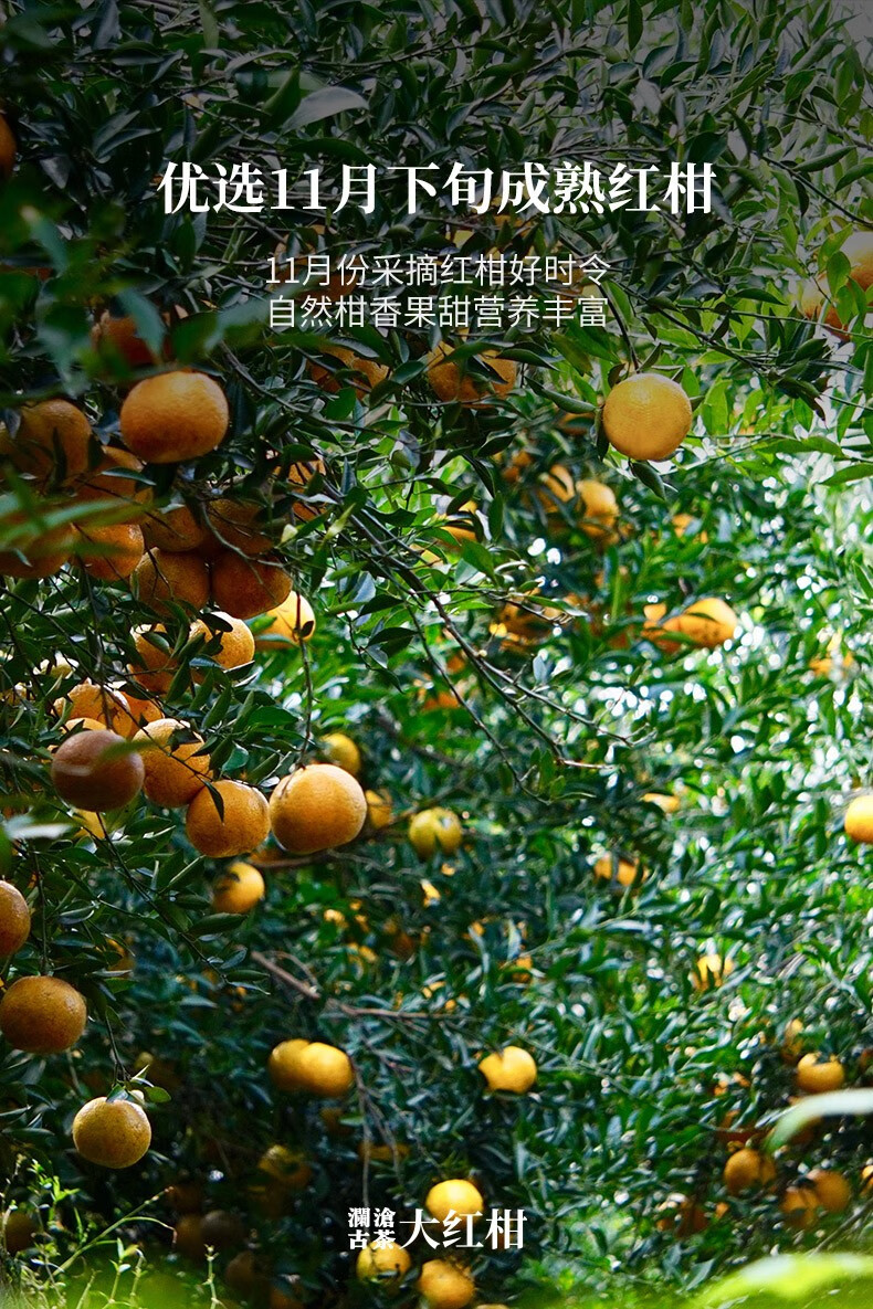 澜沧古茶2018年茶妈妈大红柑陈皮普洱茶熟茶新会柑普茶叶250g 一罐