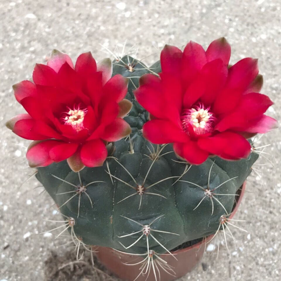 绯花玉仙人球带花苞绯花玉小盆栽桌面绿植防辐射多肉植物室内开花 6