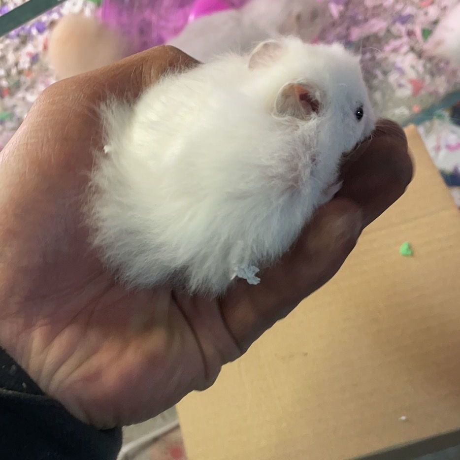 长毛金丝熊纯银米熊虎纹白熊肉桂杂银波利鸽灰长毛熊仓鼠 精品米熊