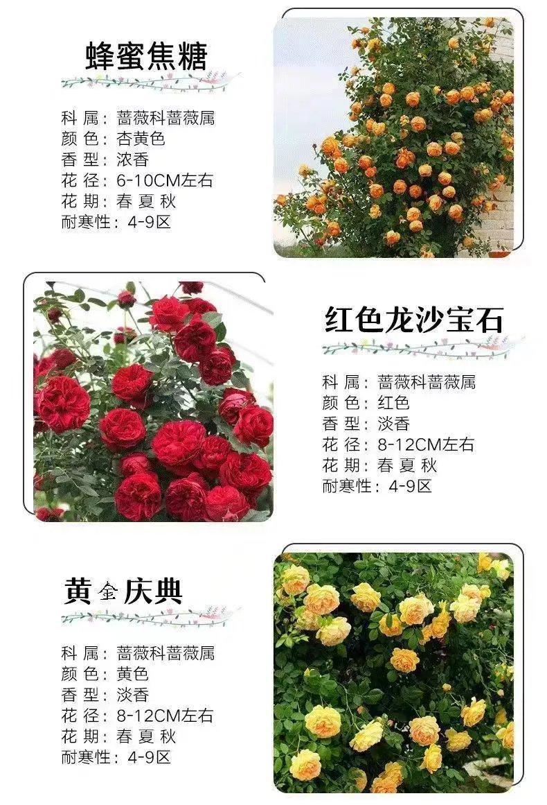 16，薔薇花苗藤本月季特大花樹庭院爬藤植物陽台花卉玫瑰盆栽四季開花 自由精神 四季開花 大花 濃香 小苗高度10-15厘米高營養鉢苗