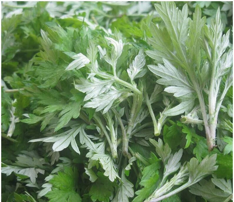 柏馋艾草新鲜顺丰艾叶现摘嫩草食用艾蒿清明草粑粑青团500g