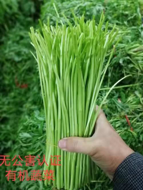 橙伯乐当季新鲜蔬菜黎蒿新鲜芦蒿新鲜价茼蒿菜价蔬菜黎蒿1斤去根去叶