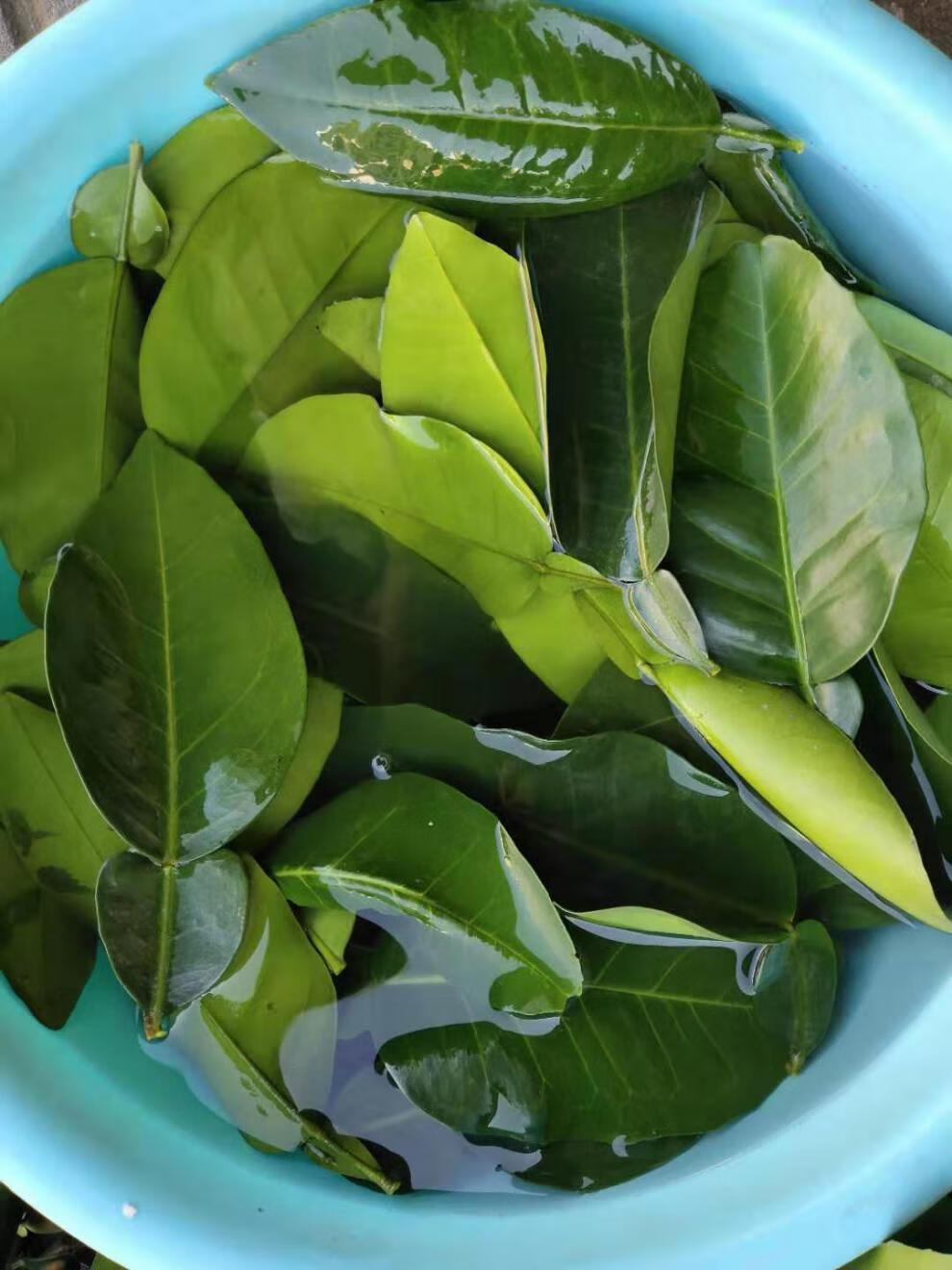 新鲜柚子叶碌柚叶纯叶片可做清明团清明粿垫叶现摘