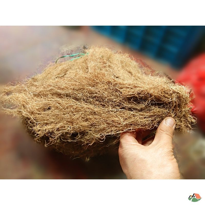 八角枫白龙须贵州地产中草材八角枫根白金条白筋条八角枫500克