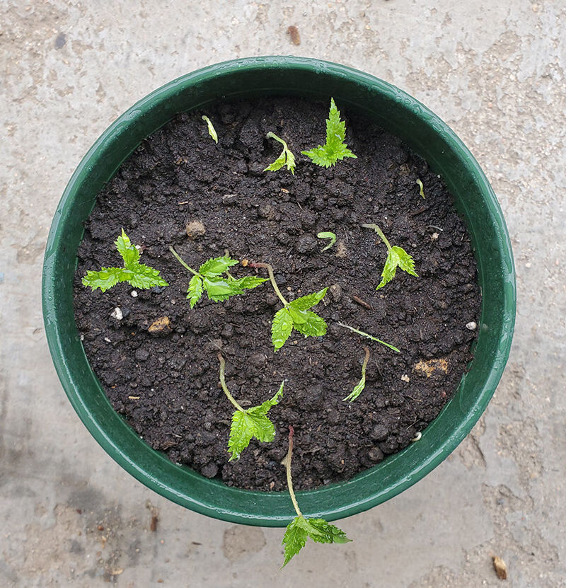 10粒催芽种子送1苗【图片 价格 品牌 报价】-京东