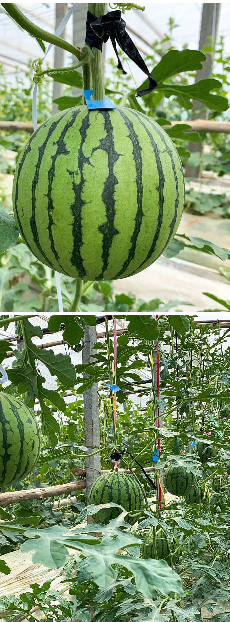 西瓜苗秧小糖丸西瓜种子全美2k超甜早熟家庭盆栽瓜类种籽孑全美2k西瓜