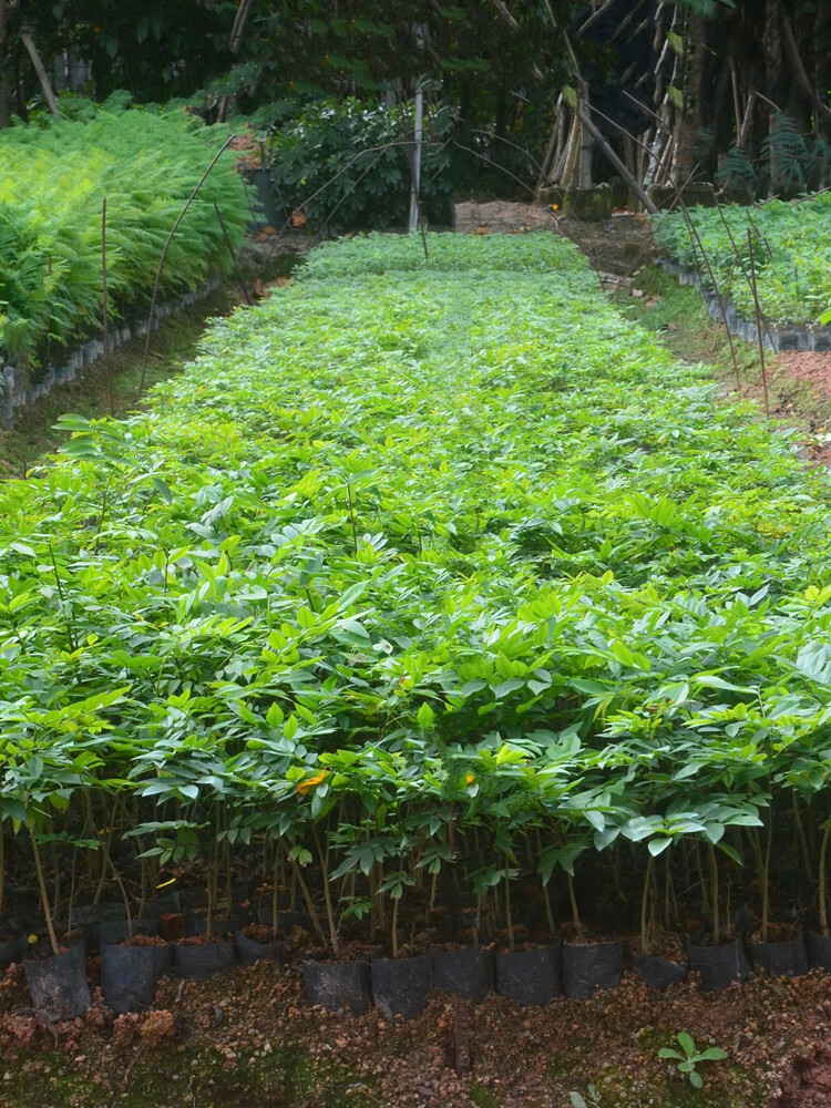 珍稀树沉香木树苗名贵苗木金丝楠木树苗正宗奇楠沉香海南珍稀有小叶