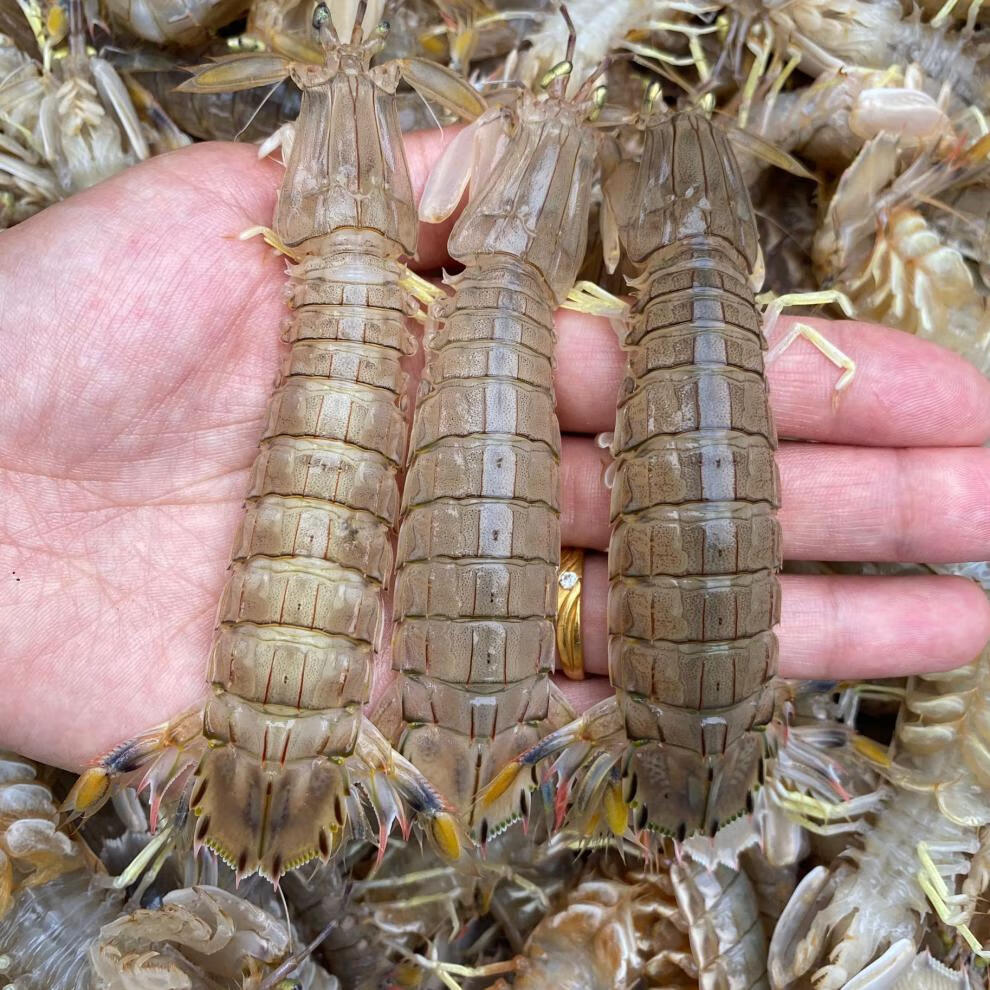 皮皮蝦鮮活速凍新鮮小蝦姑大琵琶蝦海鮮水產鮮活母皮皮蝦蝦爬子皮皮蝦