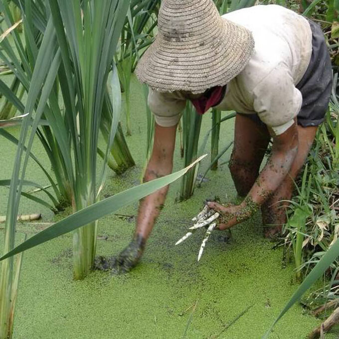 云南特产十二道锋味食品建水草芽新鲜蔬菜象牙菜草芽3斤1500克