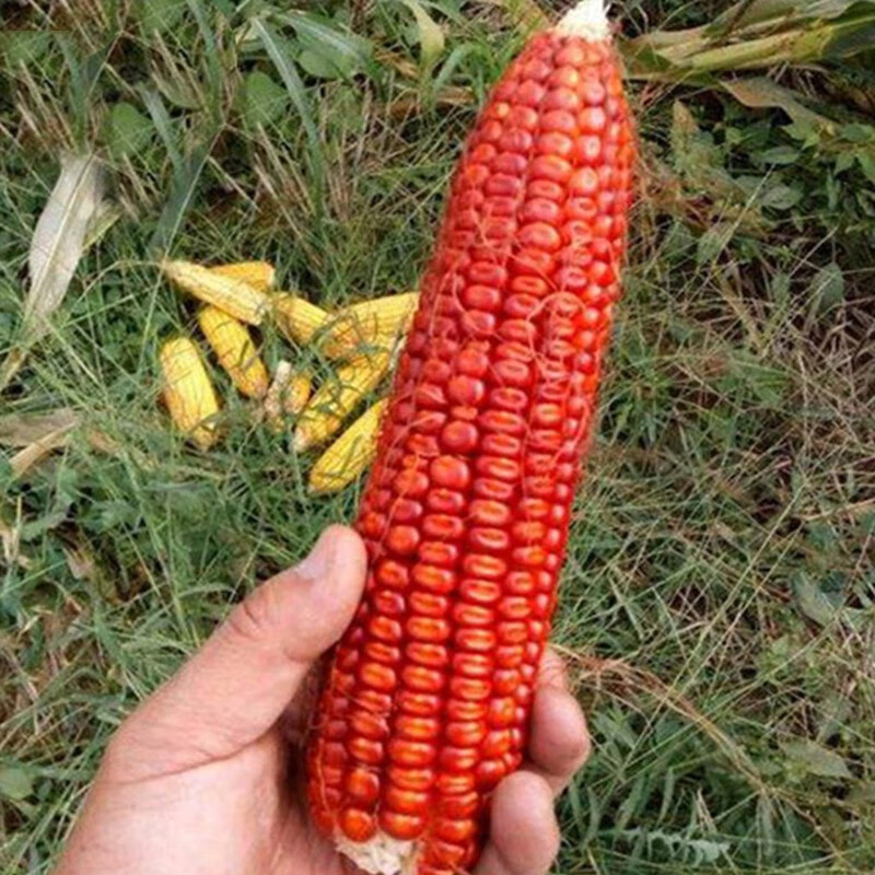 火凤凰红玉米种子红玉米粘棒子棒槌甜糯玉米杂粮种子大田基地原装彩包