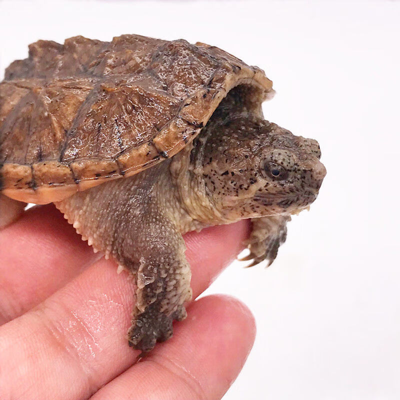大鳄龟12--13cm北美杂佛鳄龟活物宠物龟金线龟水龟外塘大乌龟活体 2-3