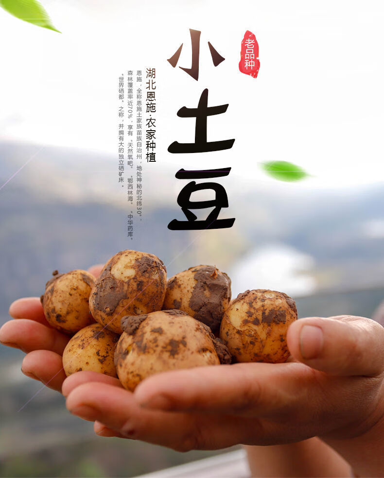 恩施小土豆新鲜迷你黄心湖北富硒高山农家蔬菜批发大号13510斤净重10
