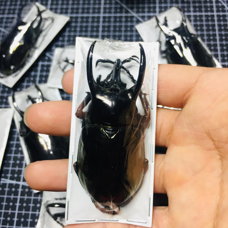昆虫标本南洋大兜虫标本 阿特拉斯亚种昆虫标本真虫甲虫锹甲吉丁虫