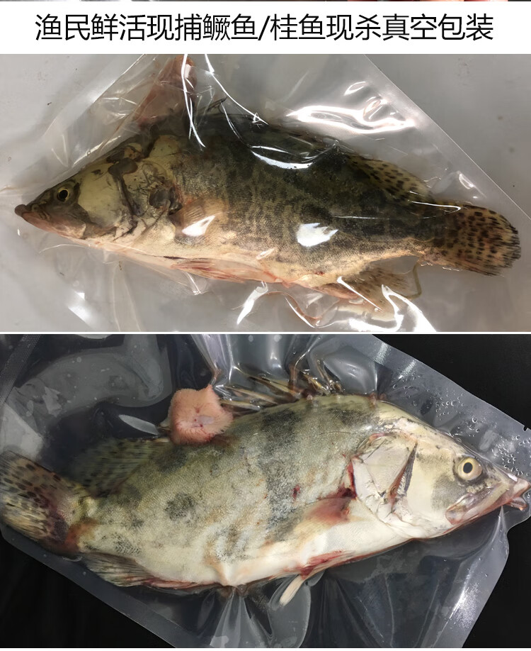 品鮮餚淡水魚生態桂魚鱖魚鰲花魚桂花魚季花魚自然長現捕鮮活現殺生鮮