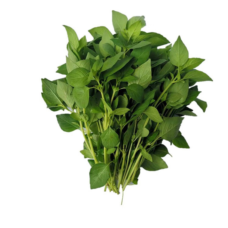 媚调河南新鲜荆芥菜大叶荆1食用嫩茎芥茎芥菜蔬菜现摘带根发货冰鲜