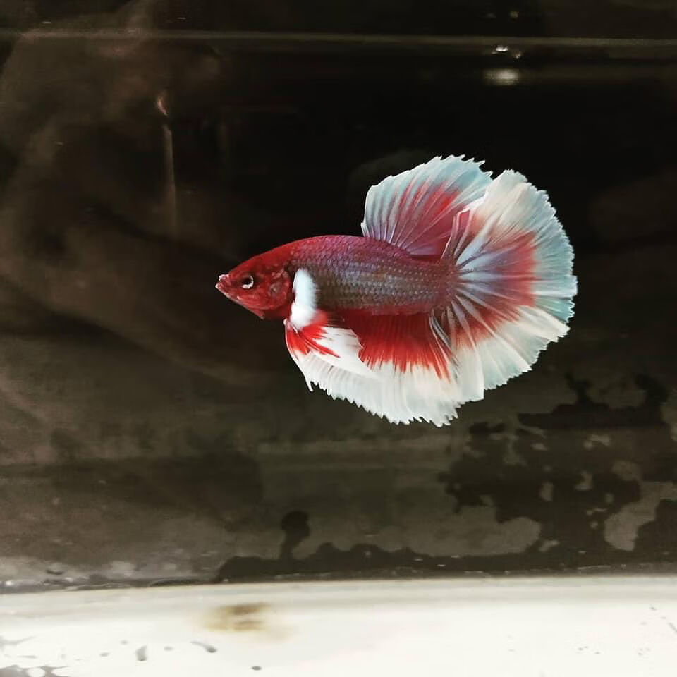 观赏鱼泰国斗鱼热带鱼糖果半月狮王马尾耐养淡水鱼苗大耳将军宠物随机