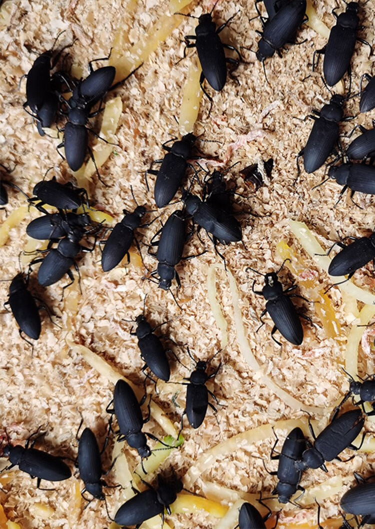 大麦虫母虫繁殖虫甲壳虫鲜活蛋白虫活体面包虫可繁衍幼虫 10斤装4