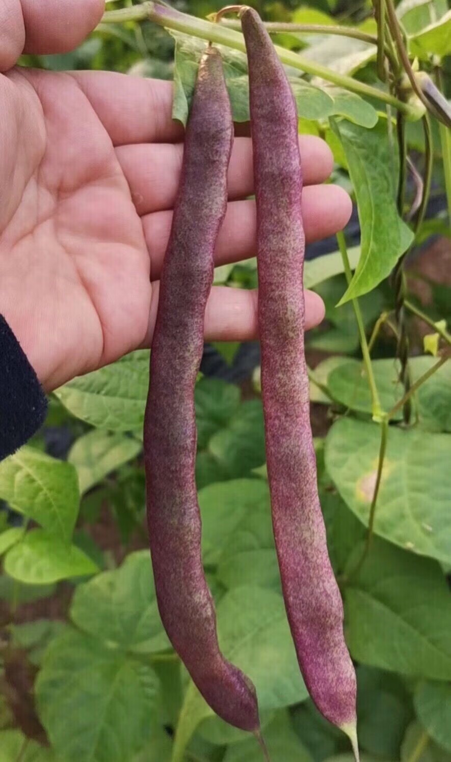 轻恋顺丰东北特产农家肥自种新鲜蔬菜大紫袍芸豆冻死鬼紫豆角 紫豆角