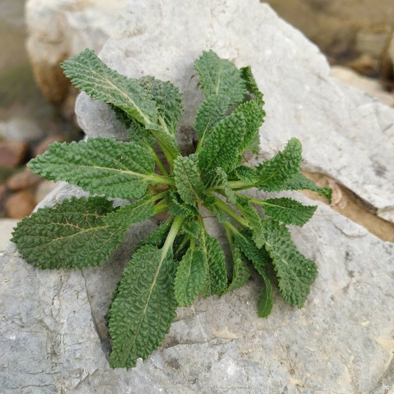 植物蛤蟆皮的药用价值图片