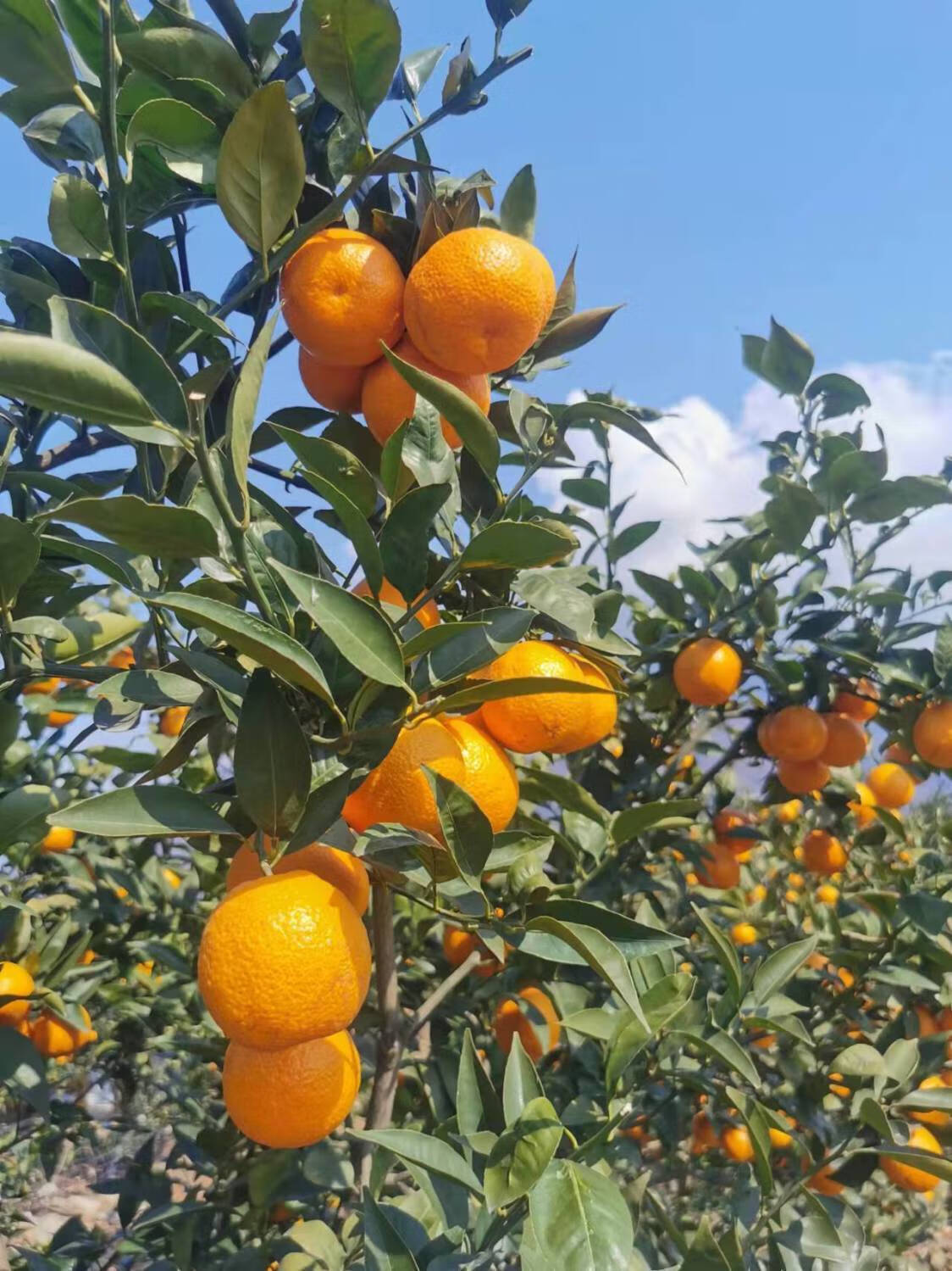 四川汉源农家自种黄果柑现摘现发孕妇水果大果小果农产品5斤小果也
