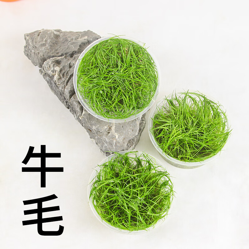 迷你牛毛毡活体水草水下叶无菌杯鱼缸阴性淡水植物造景前景草迷你牛毛