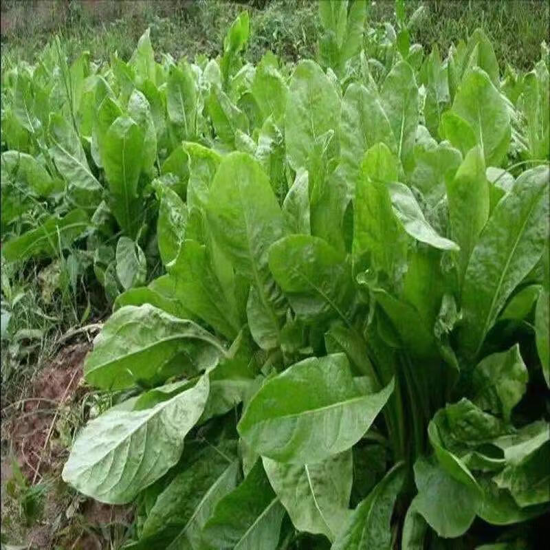 【精选】进口大叶普那菊苣种子四季多年生耐寒牧草养殖鸡鸭鹅猪羊鱼草