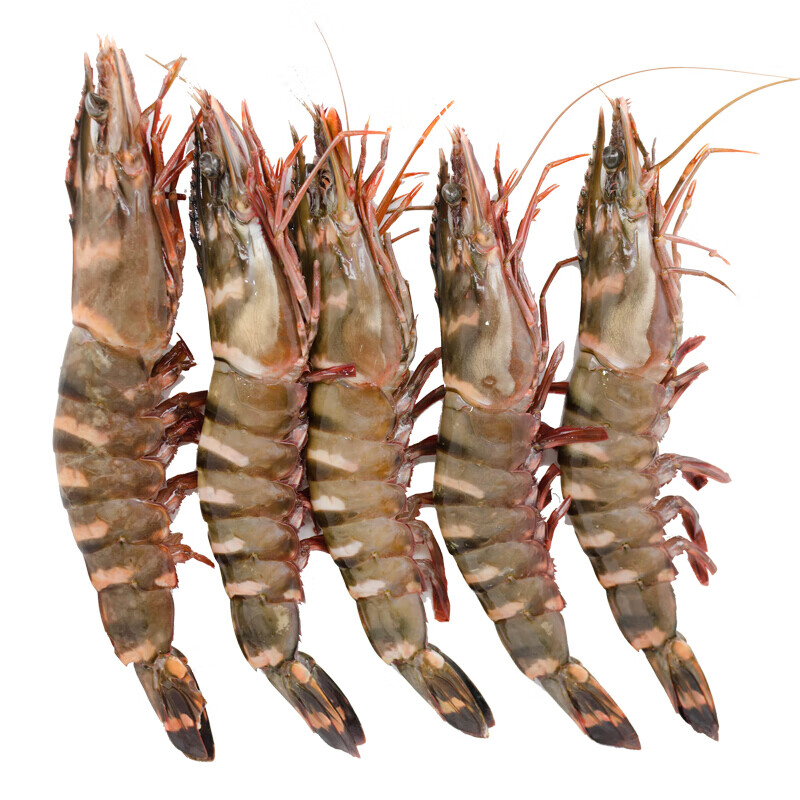 新鲜黑虎虾大虾基围虾对虾九节虾生鲜 1kg