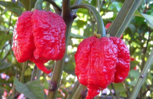 中梦卡罗来纳死神辣椒种子 娜迦毒蛇种子 印度鬼椒 涮涮辣 龙息辣椒