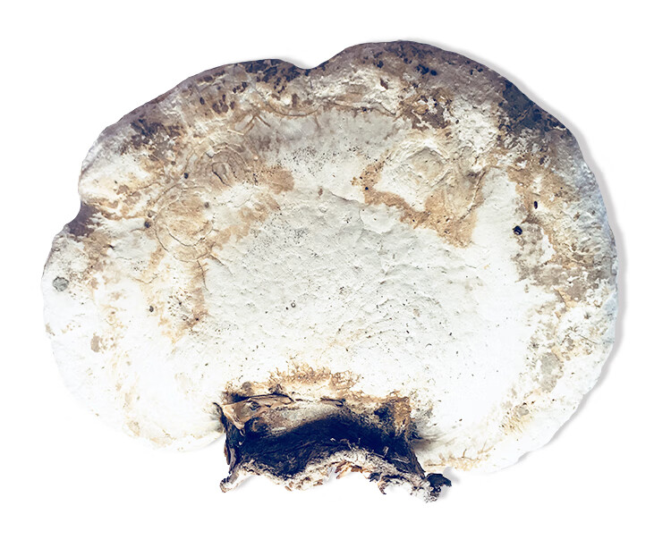 长白山白灵芝整朵灵芝桦剥管菌药材泡茶白边玉芝250可切片【图片 价格