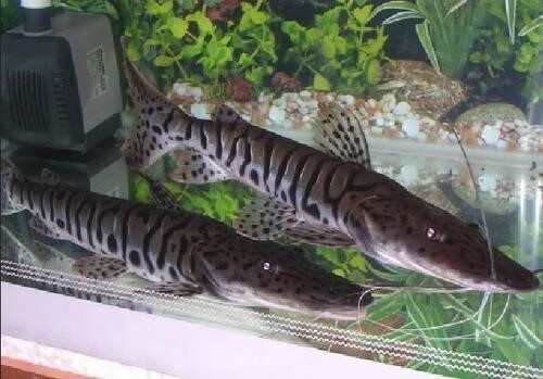 【京东推荐】虎斑鸭嘴鲨鱼活体虎纹鸭嘴鱼淡水鲨鱼大型凶猛热带观赏鱼