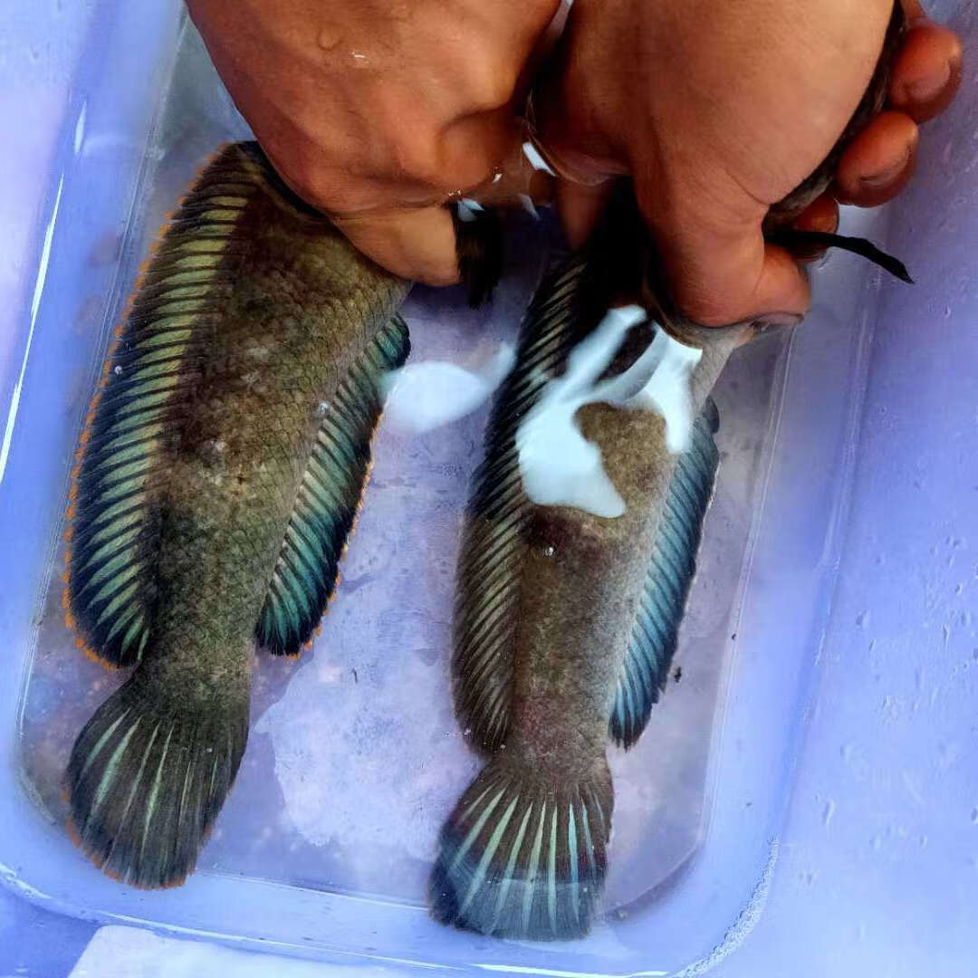 野生彩虹雷龍觀賞魚耐養淡水魚活體七彩雷龍魚苗兇猛魚南鱧損 雷龍剛