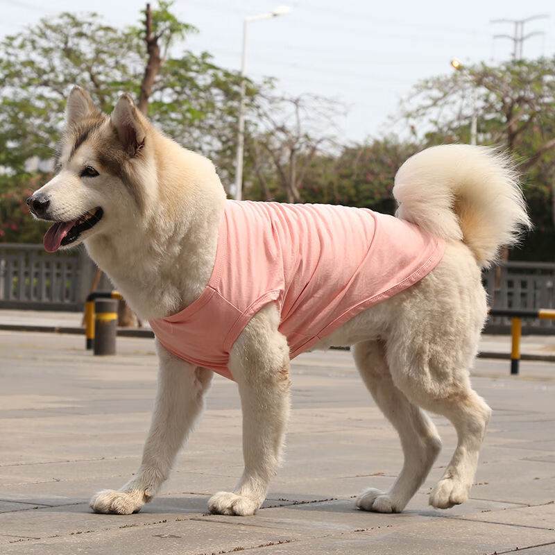 狗貓咪衣服小中大犬寵物用品棉質背心泰迪法鬥背心灰藍色5xl胸圍80背