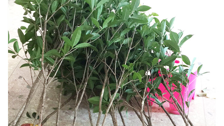 黄金桂花树苗小盆栽金球桂原生苗矮株老桩桌面室内盆景浓香型植物园艺