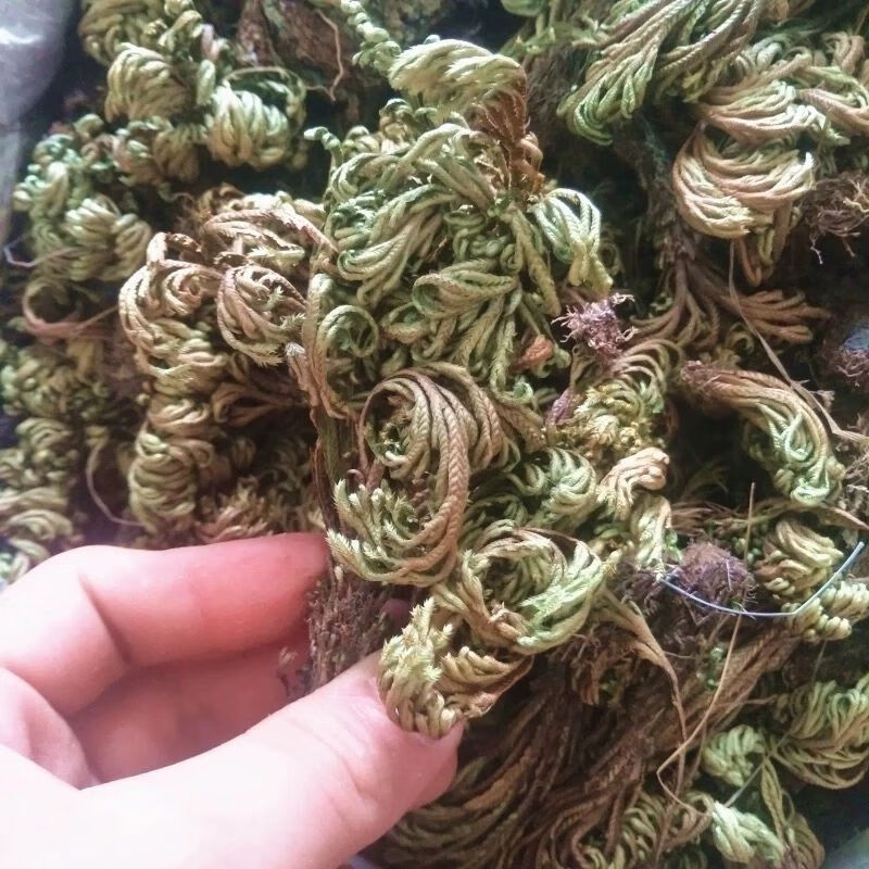 伟博野生卷柏 九死还魂草一把抓老虎爪长生草万年松 中药材 500克